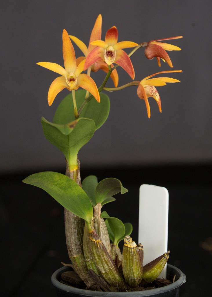 Dendrobium Sheenamere - photo 2