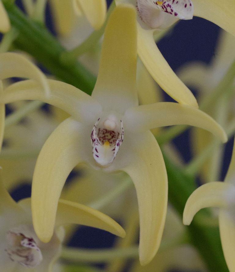 Dendrobium speciosum var. curvicaule
