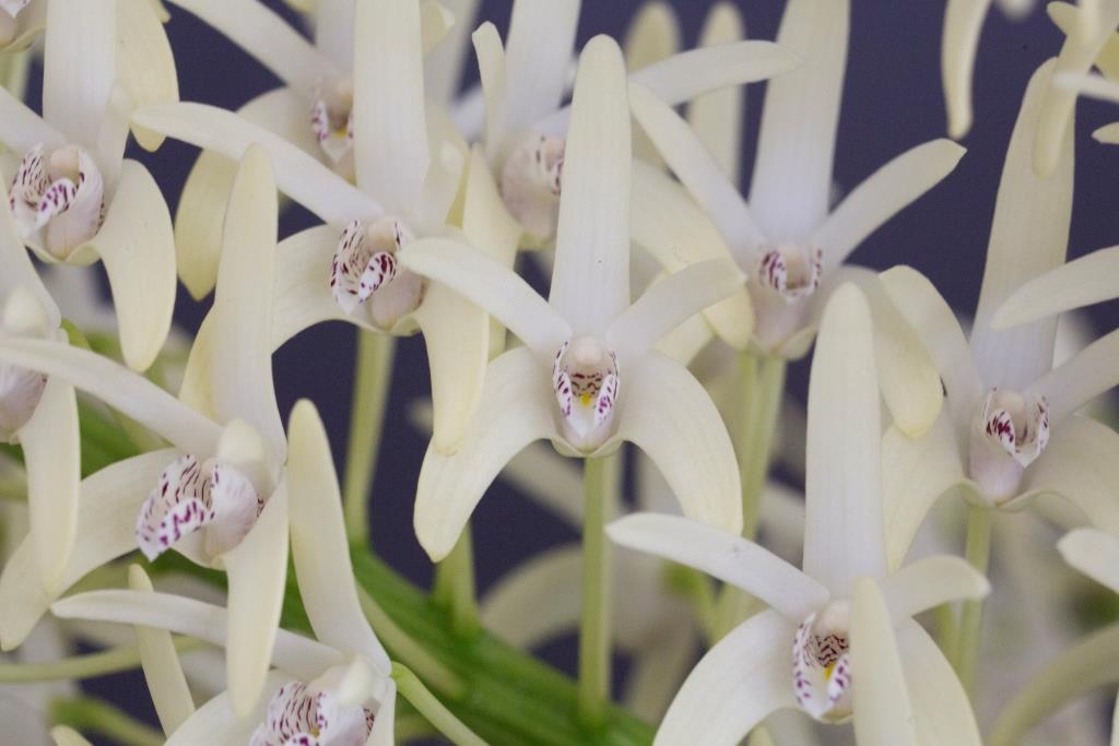 Dendrobium speciosum