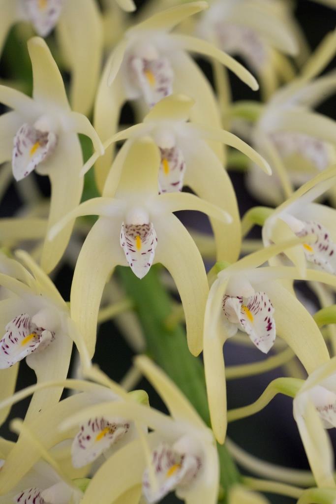 Dendrobium speciosum var. boreale - HCC/AOC