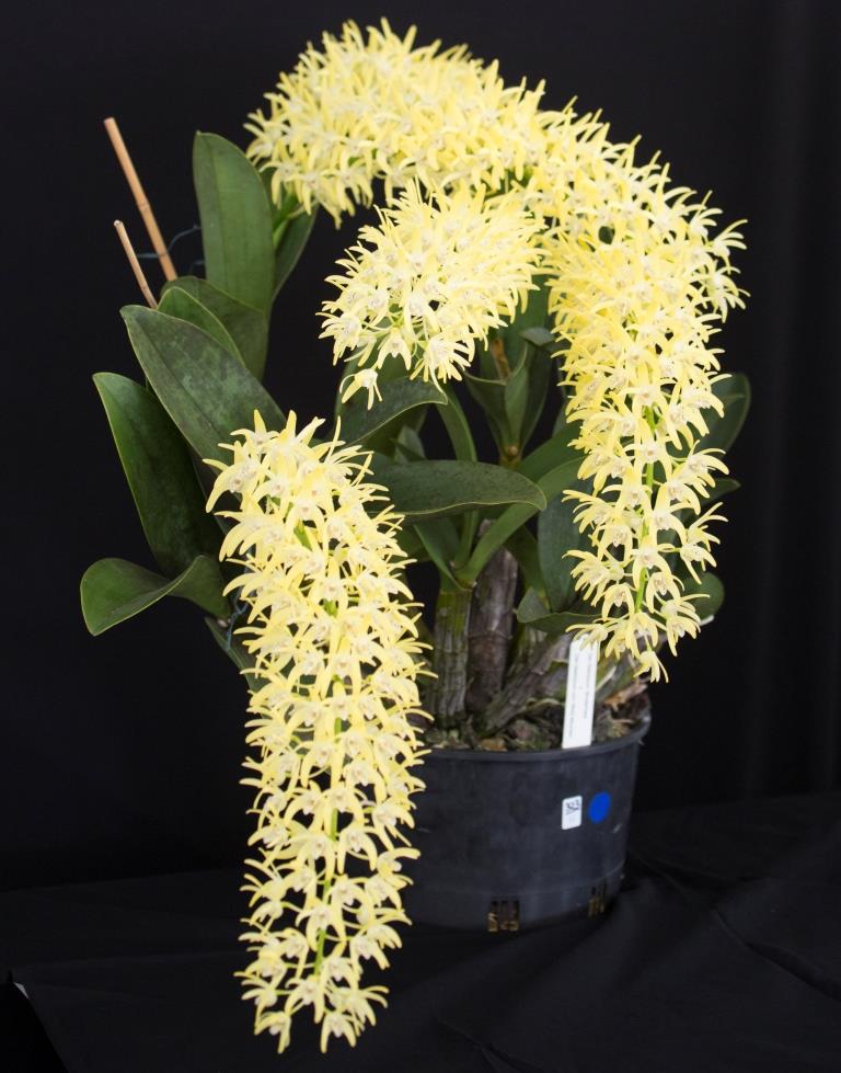 Dendrobium speciosum var. boreale - photo 2