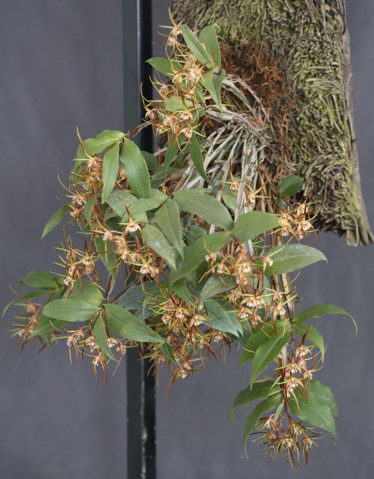 Dendrobium tetragonum subsp. Tetragonum