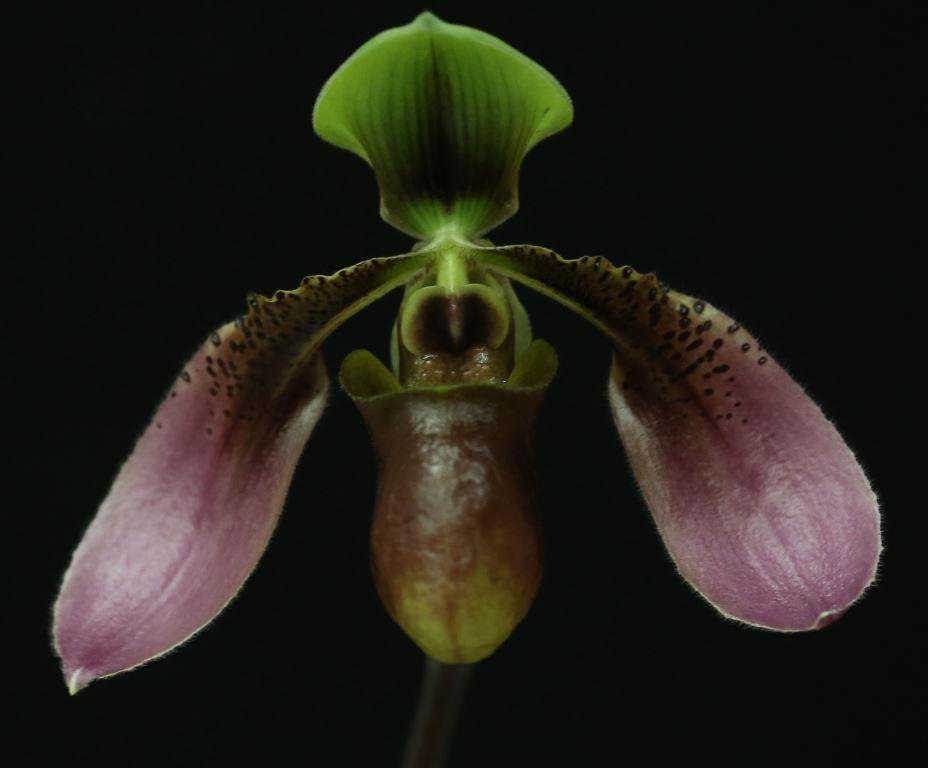 Paphiopedilum bullenianum