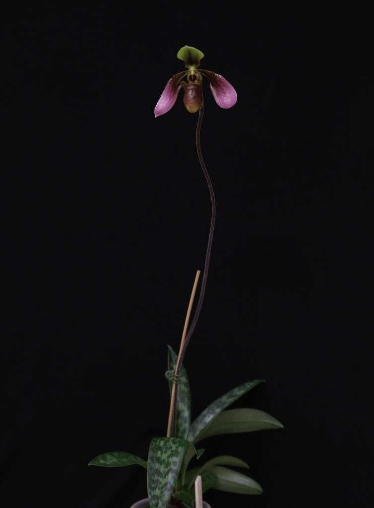 Paphiopedilum bullenianum - photo 2