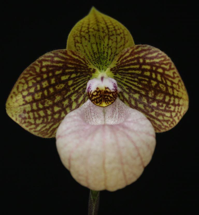 Paph Fanaticum