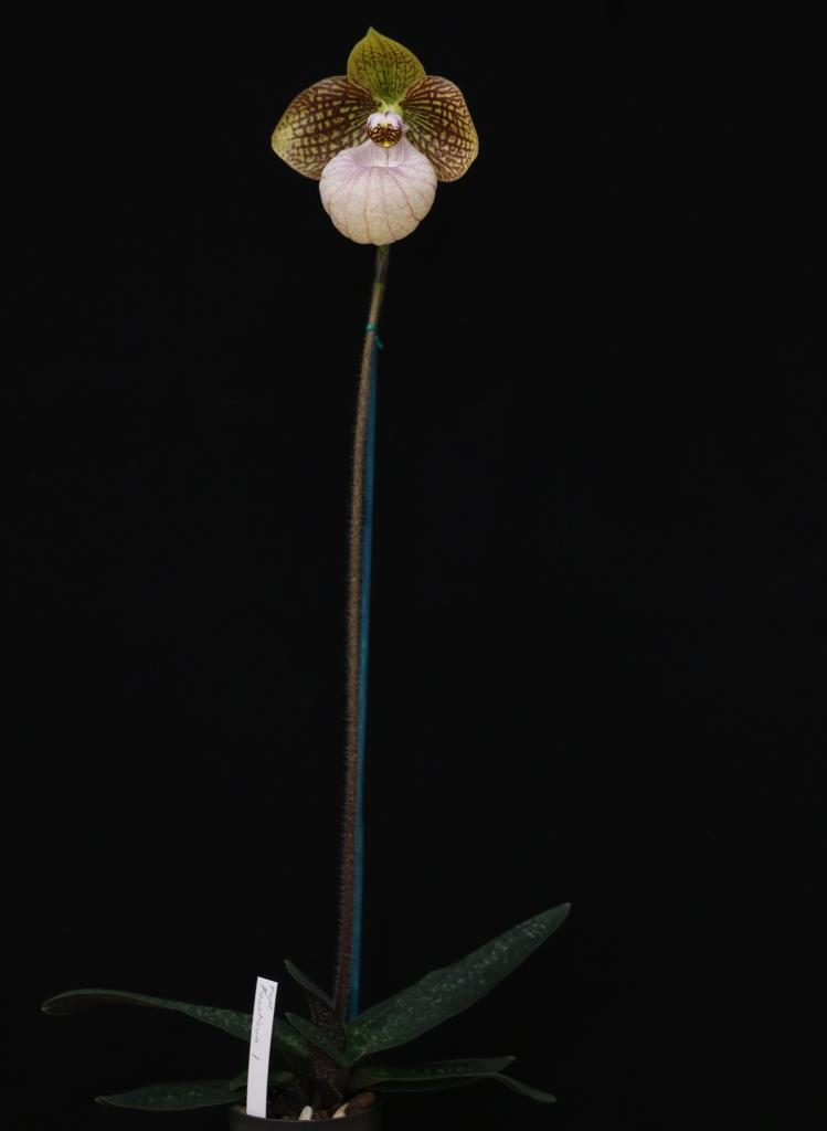 Paphiopedilum Fanaticum - photo 2