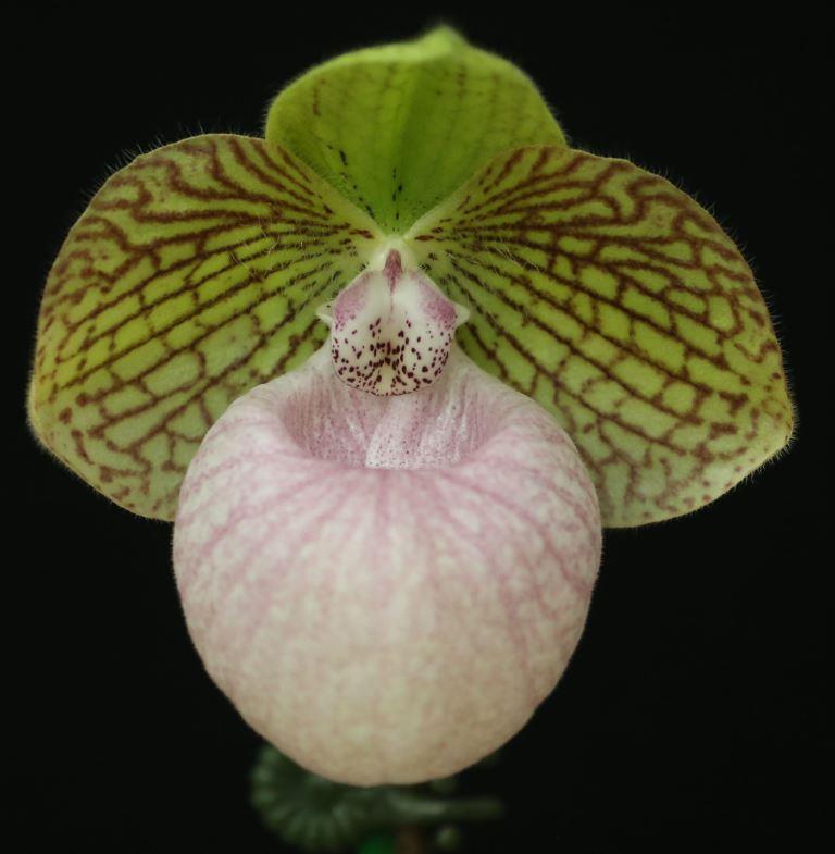 Paph Fanaticum
