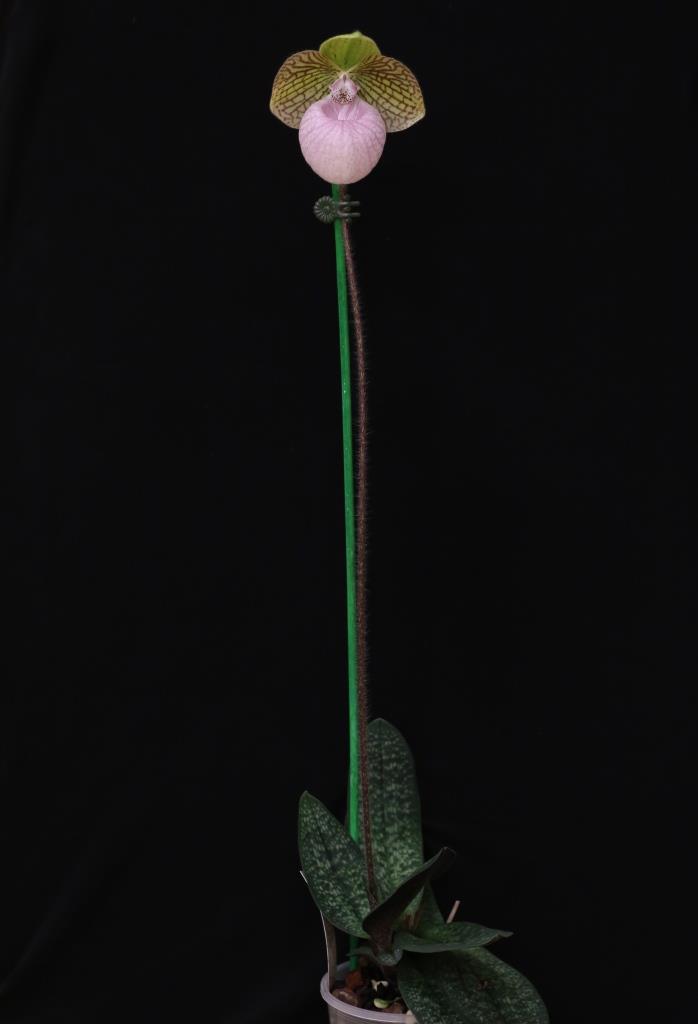 Paphiopedilum Fanaticum - photo 2