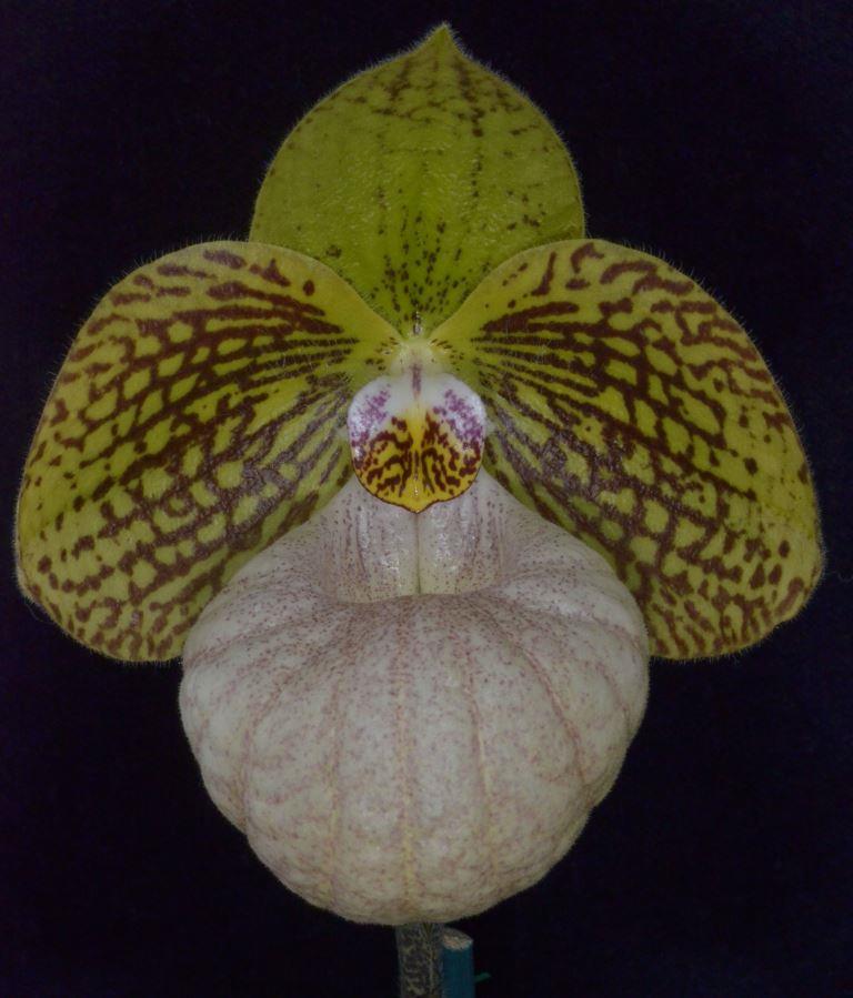 Paph Fanaticum