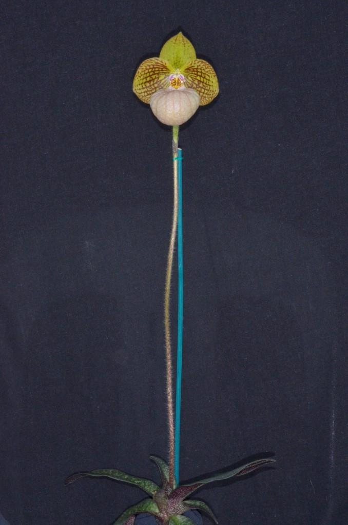 Paphiopedilum Fanaticum - photo 2