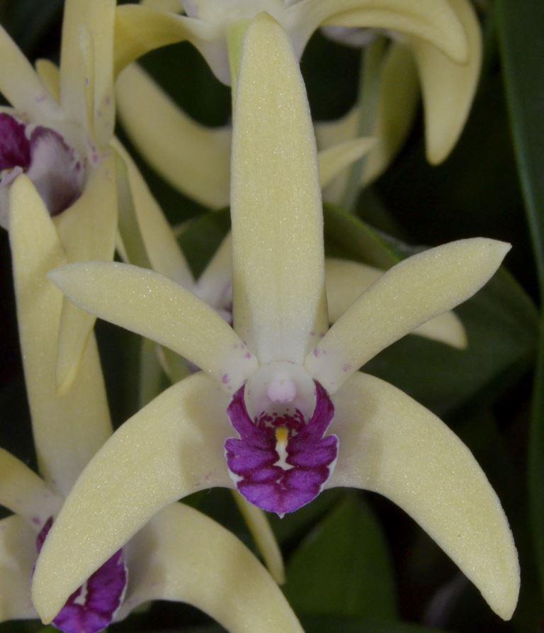 Den Australian Artist