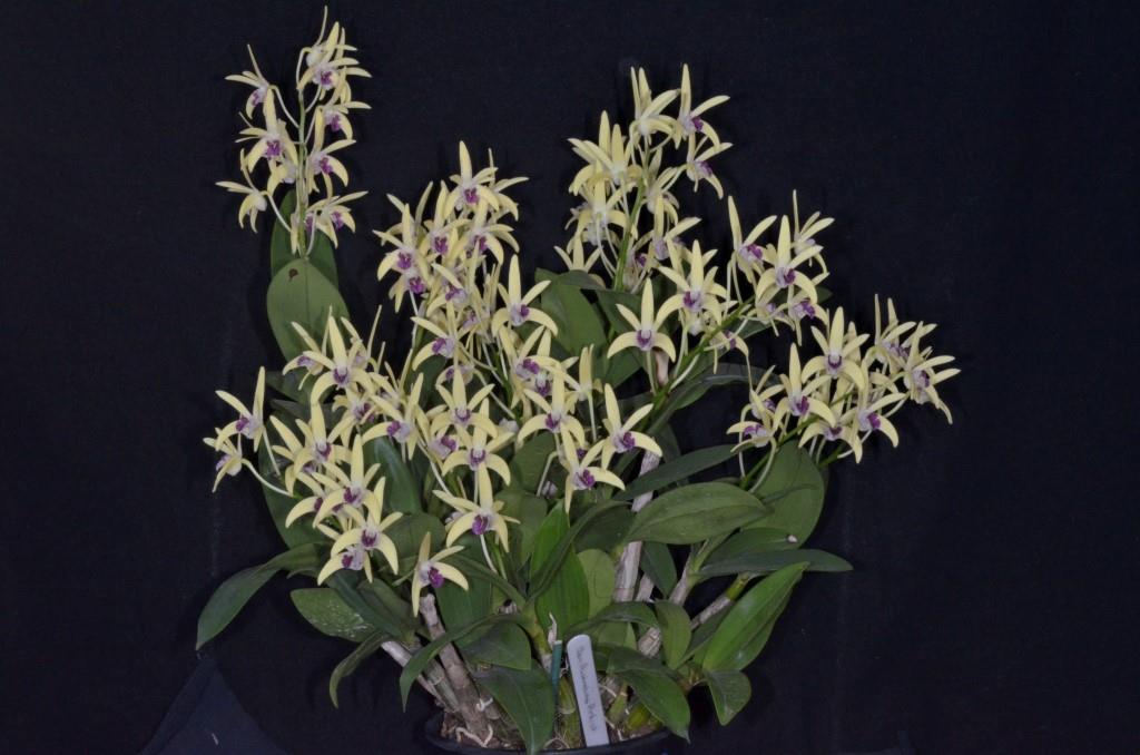 Dendrobium Australian Artist - photo 2