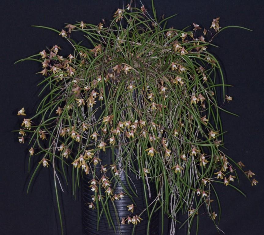 Dendrobium Tweetas - photo 2