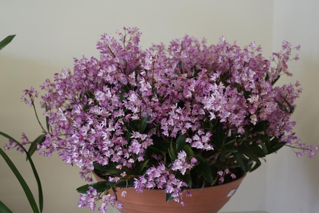 Dendrobium kingianum