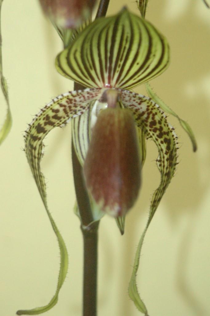 Paph Rollie Wilson