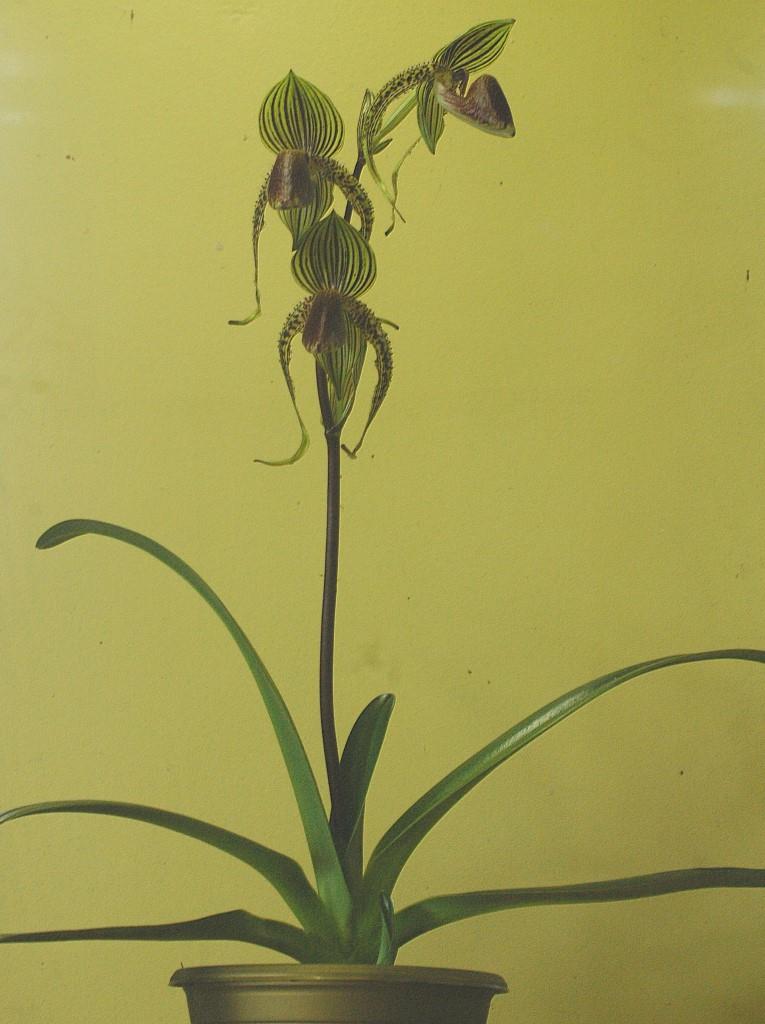 Paphiopedilum Rollie Wilson - photo 2