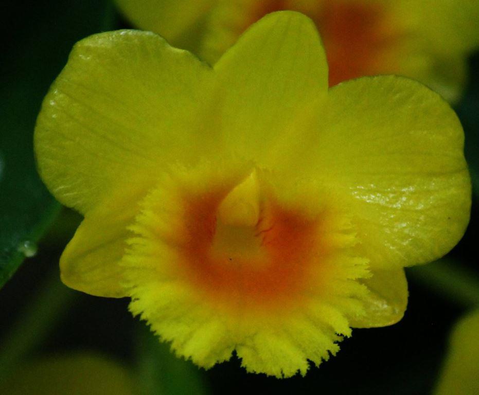 Dendrobium chrysotoxum