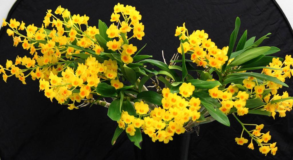 Dendrobium chrysotoxum - photo 2