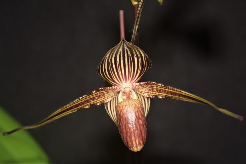 Paphiopedilum rothschildianum
