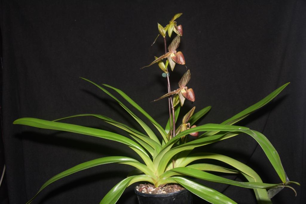 Paphiopedilum rothschildianum - photo 2