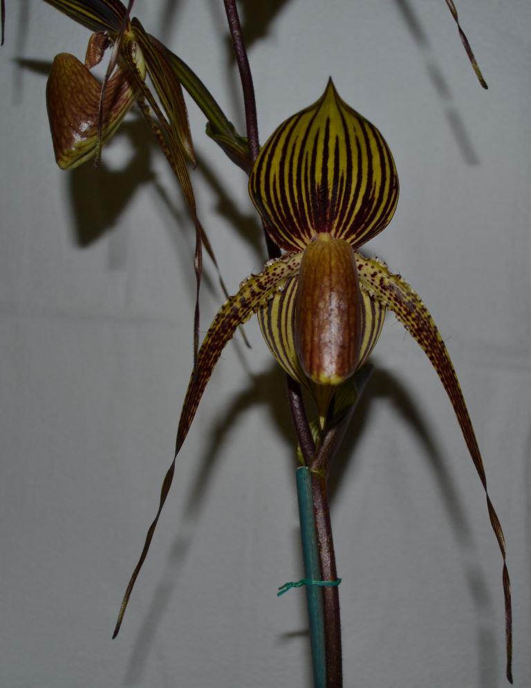 Paph Johanna Burkhardt