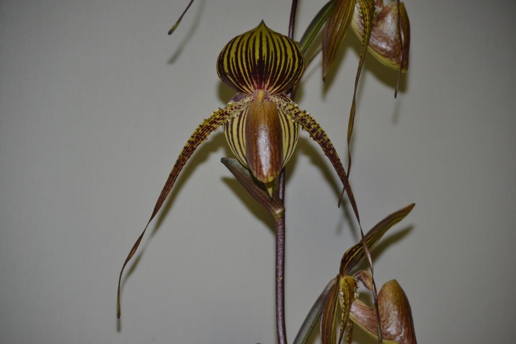 Paphiopedilum Johanna Burkhardt - photo 2
