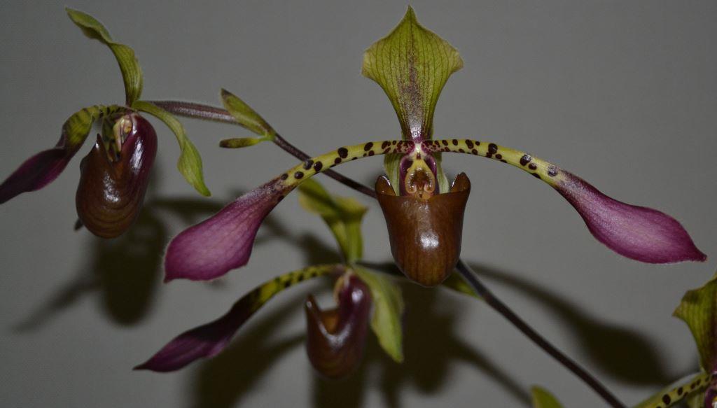Paphiopedilum lowii