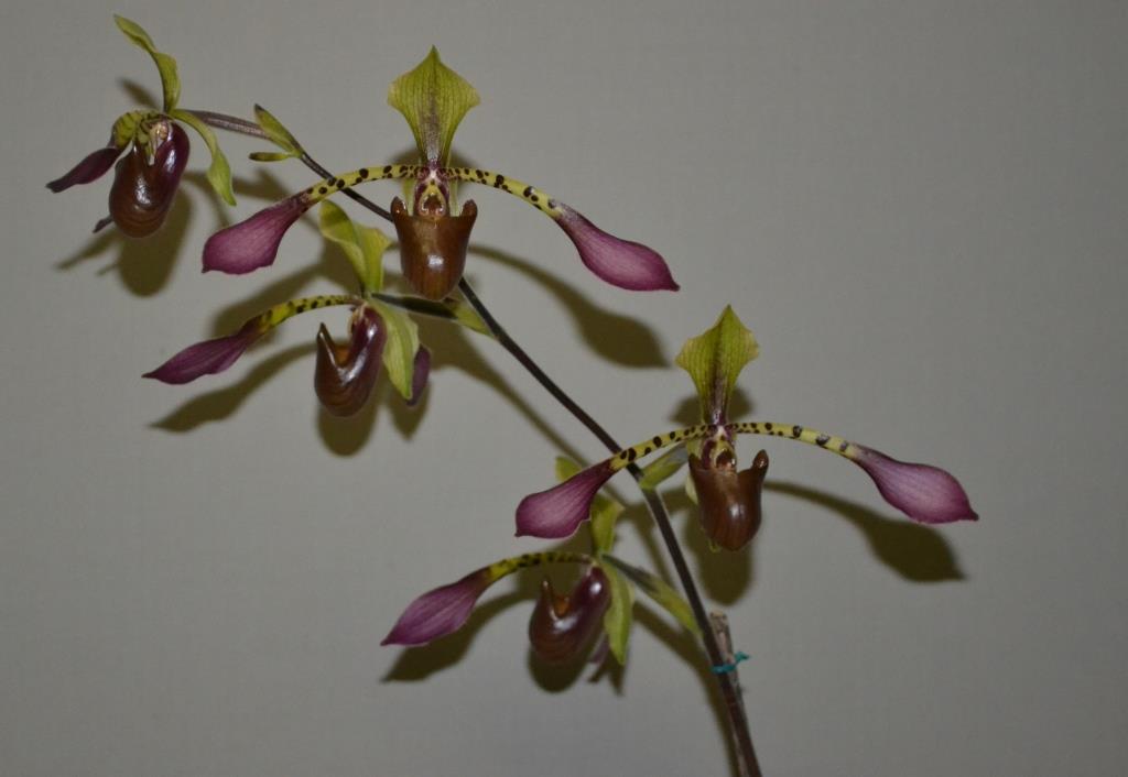 Paphiopedilum lowii var. lynniae - photo 2