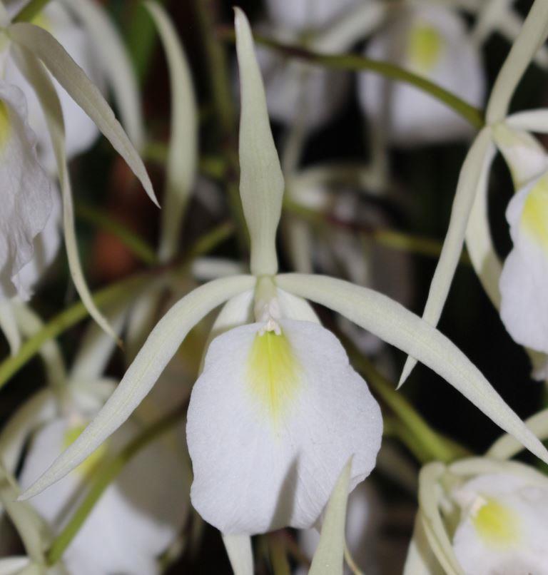 Brassavola flagellaris