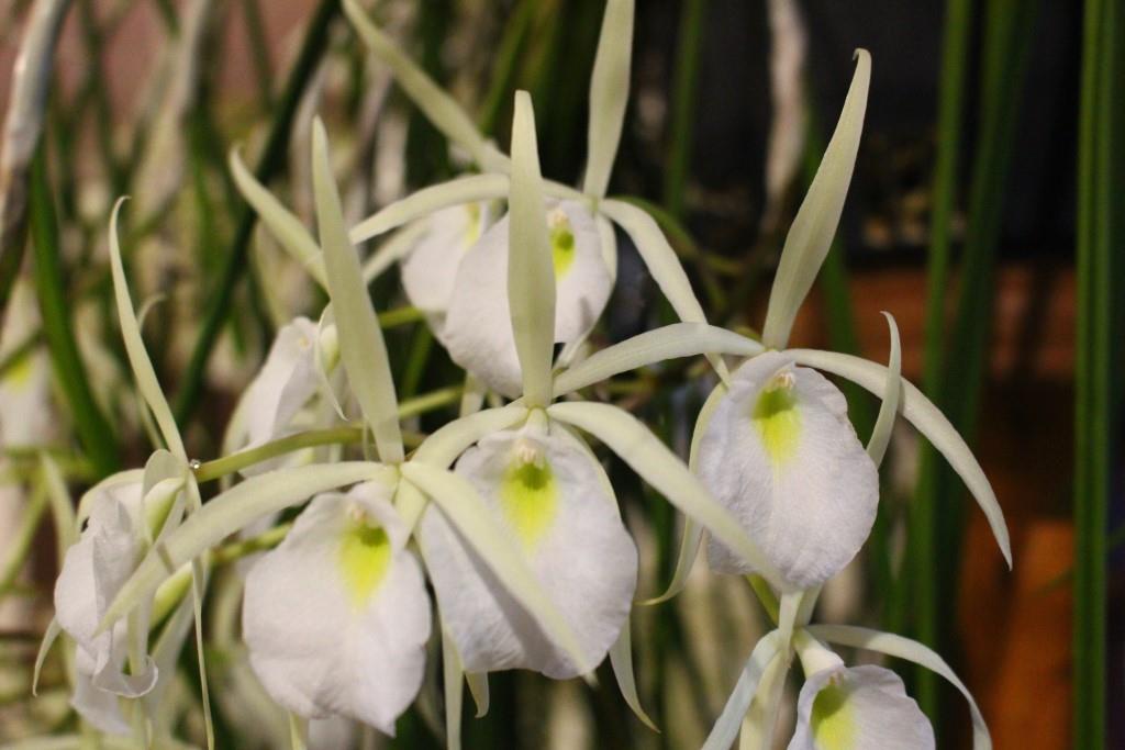 Brassavola flagellaris - photo 2