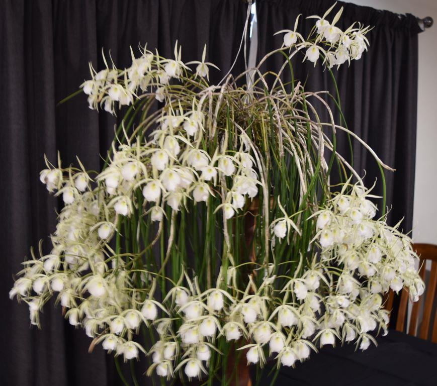 Brassavola flagellaris