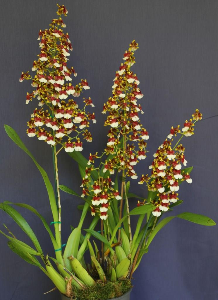 Oncidium Space Race - photo 2