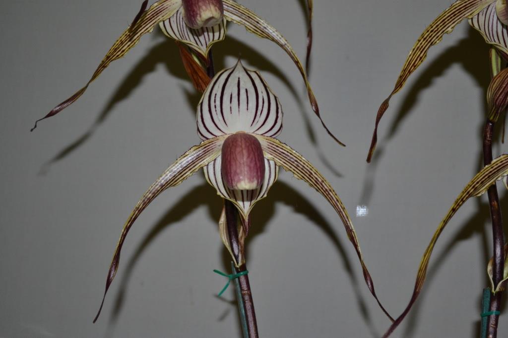 Paph Lady Isobel