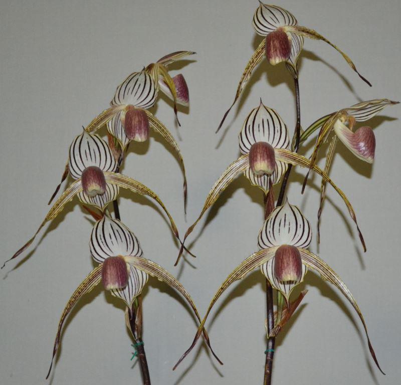 Paphiopedilum Lady Isobel - photo 2