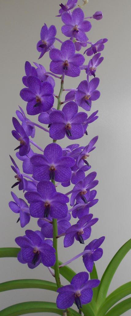 Vanda Bluebird (1972) - photo 2