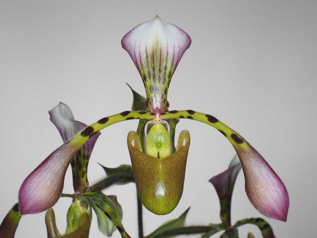 Paphiopedilum haynaldianum
