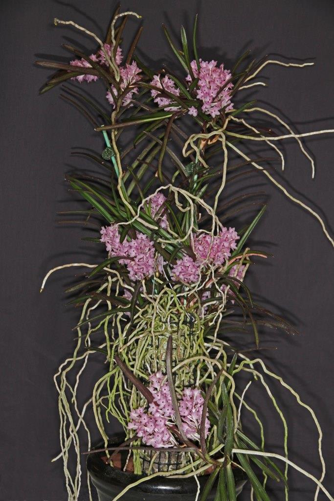 Vanda christensoniana 'Three Ann's'