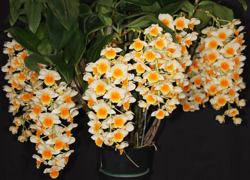 Dendrobium Chet's Choice - photo 2