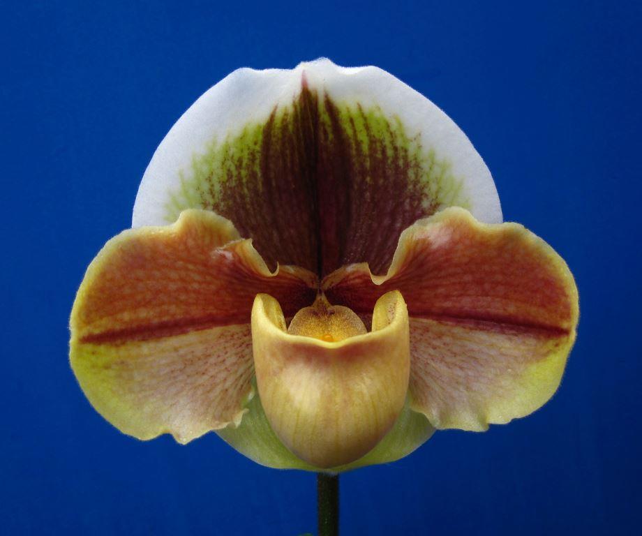 Paph Memoria Barbara Francis