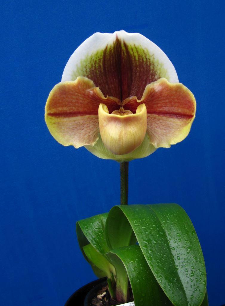 Paphiopedilum Memoria Barbara Francis - photo 2
