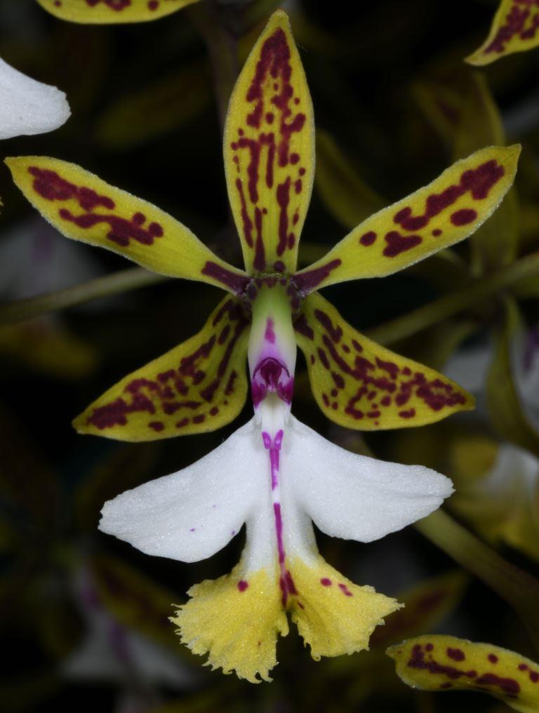 Epidendrum stamfordianum