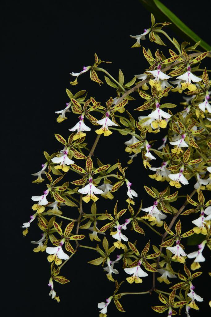 Epidendrum stamfordianum - photo 2