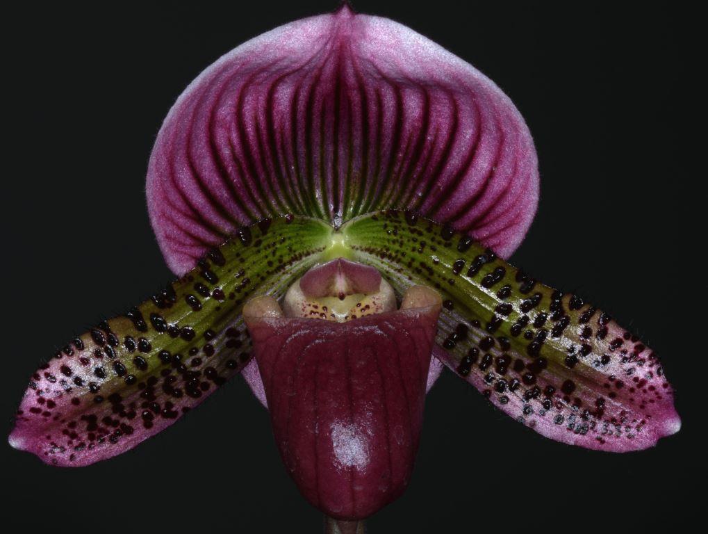 Paph Soothsayer