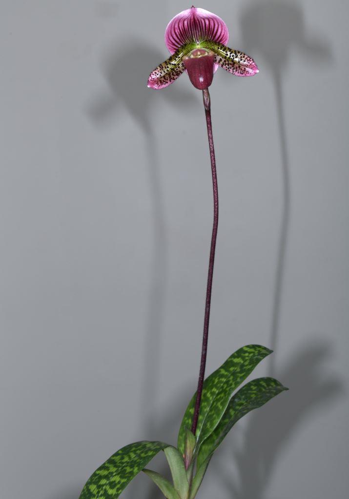 Paphiopedilum Soothsayer - photo 2