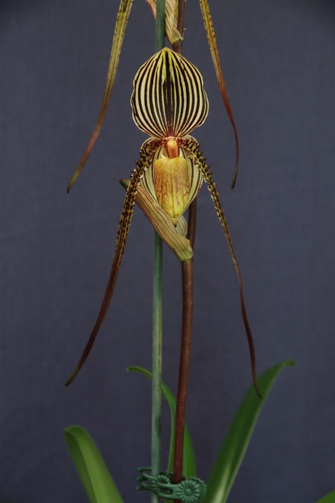 Paph Saint Swithin