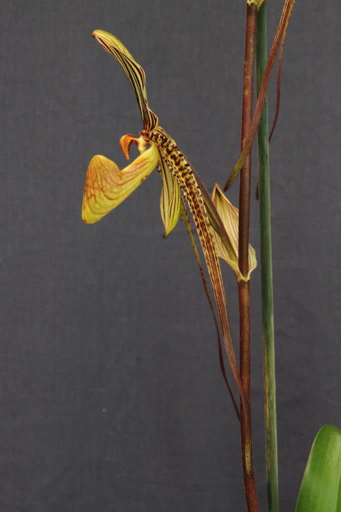 Paphiopedilum Saint Swithin - photo 2