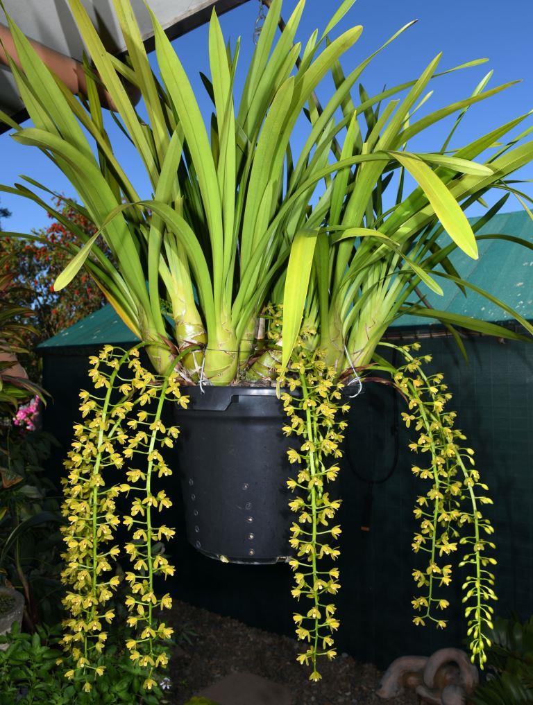 Cymbidium madidum - photo 2
