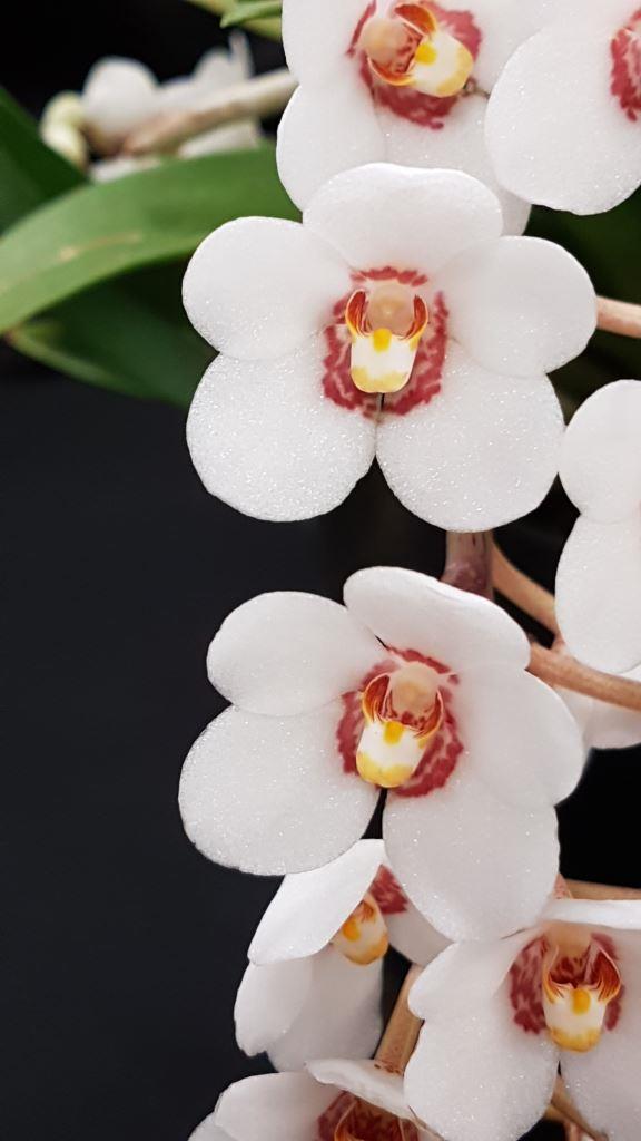 Sarco George Colthup