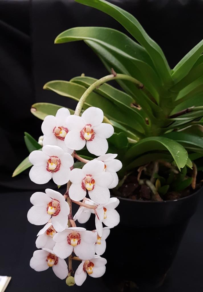 Sarcochilus George Colthup - photo 2