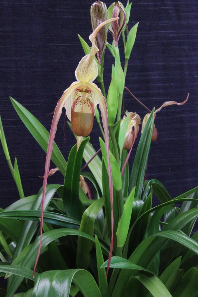 Phragmipedium Grande - photo 2